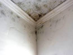 Best Mold Documentation for Insurance Claims in La Plata, MO