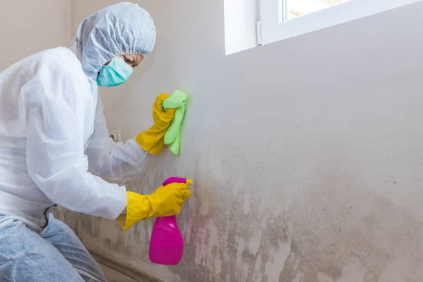 Best Environmental Consulting for Mold Prevention in La Plata, MO